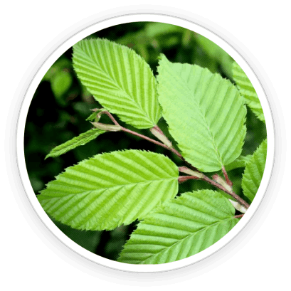 PrimeBiome  Ingredients 